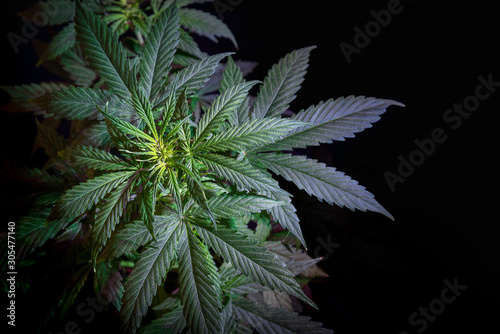 Top of the inflorescence of the cannabis plant, marijuana leaves against a black background