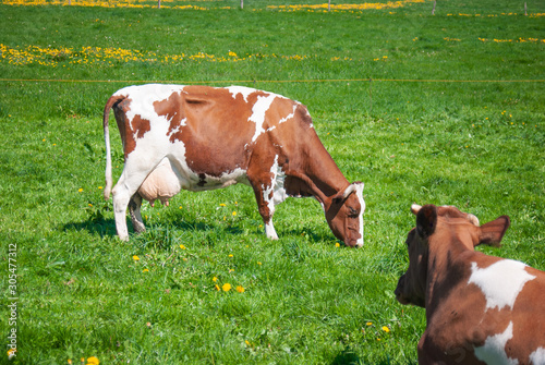 Foto Cows grazing on a green summer meadow under blue clear sky in NRW, Germany