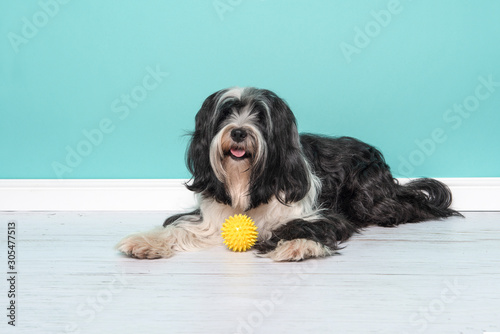 Foto Tibetan terrier lying down with a yellow ball in a living room setting on a blue