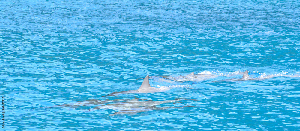Fototapeta premium Aquatic Escort of Dolphins; Trying To Stay Secret