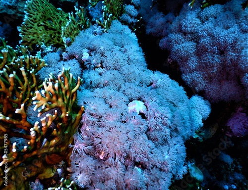 koral biały morze czerwone nurkowanie 