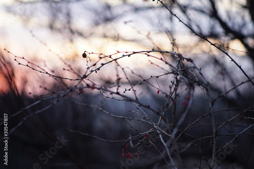 Soft image of barberry branches with pink berries in autumn evening. Sunset dark sky.