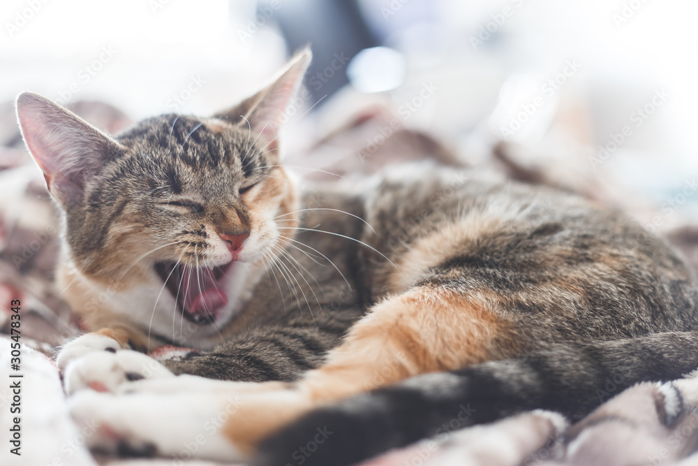 Portrait of a yawning cat in human's bed.