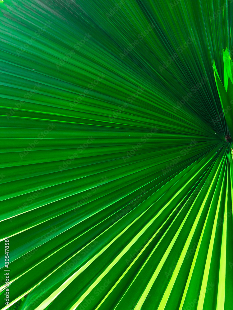 Obraz premium Large leaf That has many straight lines And affected by sunlight.