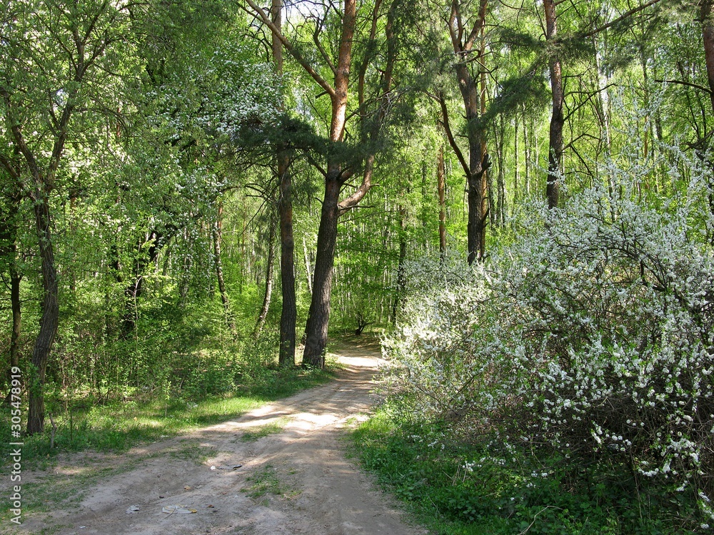 Obraz premium Forest