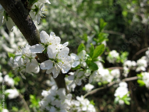 Fototapeta Naklejka Na Ścianę i Meble -  Cherry blossom