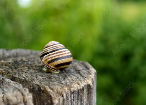 Snail in black and white stripes in the wild.