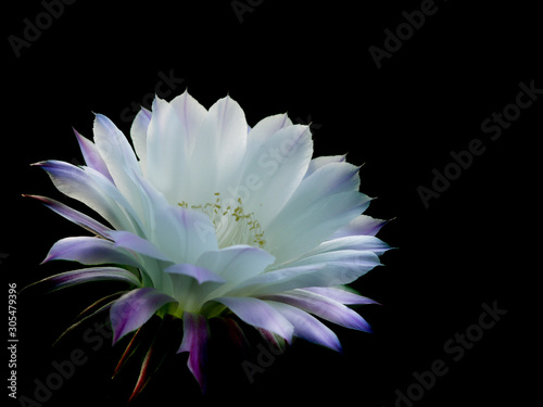 Gentle white-pink cactus flower on a black background
