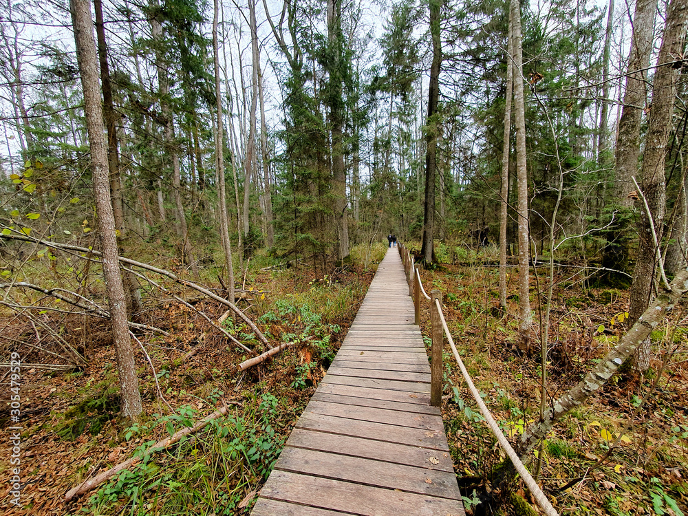 Obraz premium Kładka Żebra Żubra. Szlak pieszy. Trasa turystyczna. Białowieża, Podlasie, Polska.