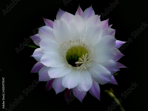 Gentle white-pink cactus flower on a black background