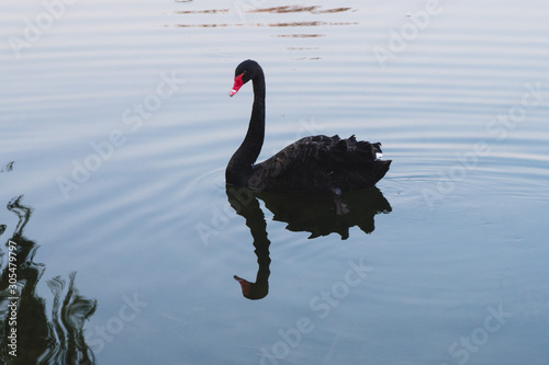 Fototapeta Naklejka Na Ścianę i Meble -  Black swam swimming on a lake, reflexion in the water, Old Summer Palace, Beijing