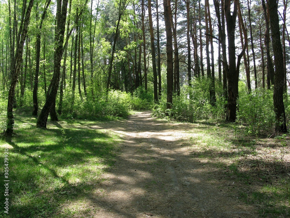 Obraz premium Forest