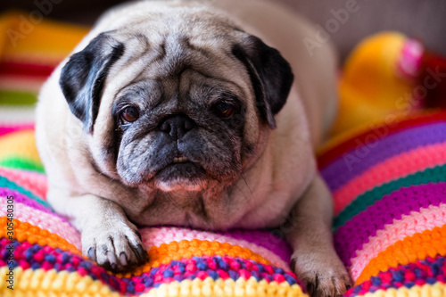 Nice angry dog pug relaxing lazy on a coloured hand made crochet blanket at home © simona