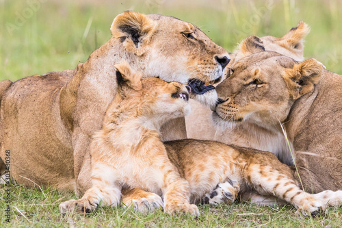 Lion Flock with a playful cub rests on savannah