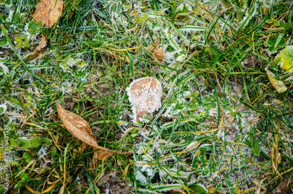 frost on leaves and grass close up frost on leaves and grass close up