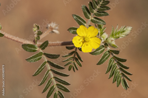 Tribulus terrestris goats head, bullhead donkey caltrop small caltrops cats head eyelashes devils thorn devils weed puncture vine tackweed plant with yellow florets and pricked fruits