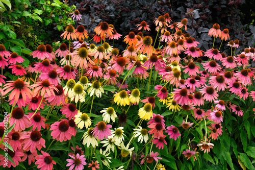 Garden with Pink orange and yellow Echinacea Coneflowers in Hendrie Park Royal Botanical Gardens Burlignton Canada photo