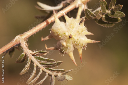 Tribulus terrestris goats head, bullhead donkey caltrop small caltrops cats head eyelashes devils thorn devils weed puncture vine tackweed plant with yellow florets and pricked fruits photo