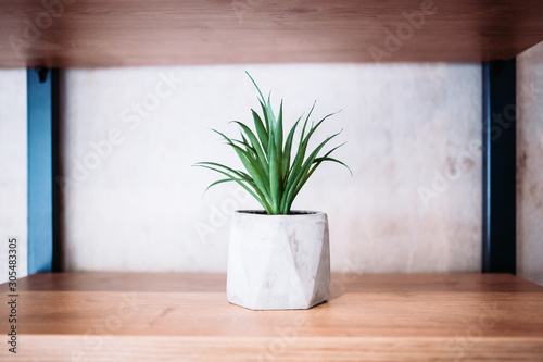 Small house plant in white pot. Home decor ideas, minimalism