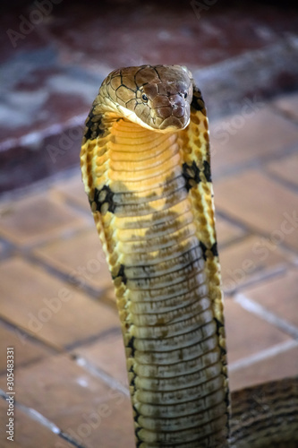 close up of king cobra : the world's longest and deadly venomous snake