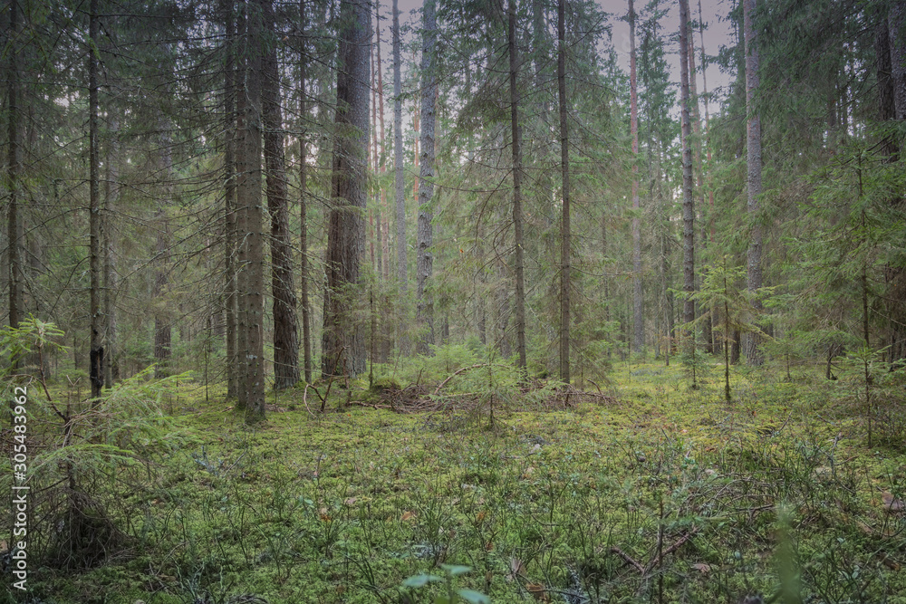 Middle of the forest Middle of the forest