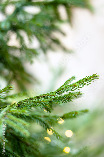 Green spruce branches as a textured background. Beautiful postcard from branch of spruce with lights of a festive garland. Closeup christmas tree in nature. Copy spaceon a vertical photo