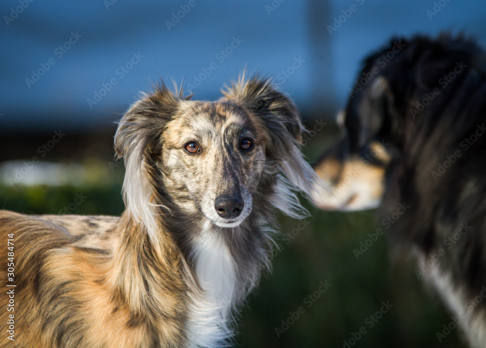 Windsprite puppies for best sale sale