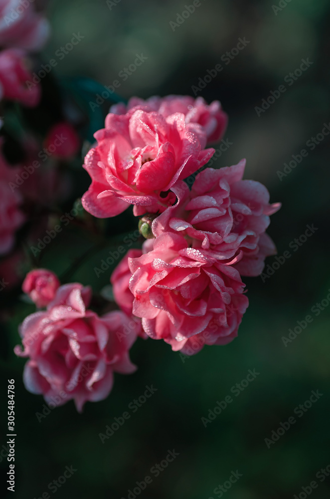 Little flowers of pink roses in the garden. Drops of dew on the petals. Close up, selective focus. Little flowers of pink roses in the garden. Drops of dew on the petals. Close up, selective focus.