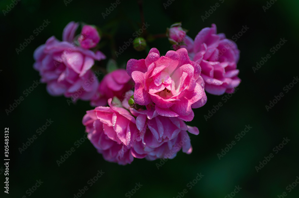 Little flowers of pink roses in the garden. Drops of dew on the petals. Close up, selective focus.