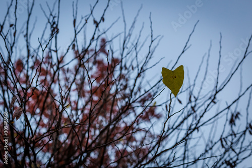 Lone Leaf on Tree