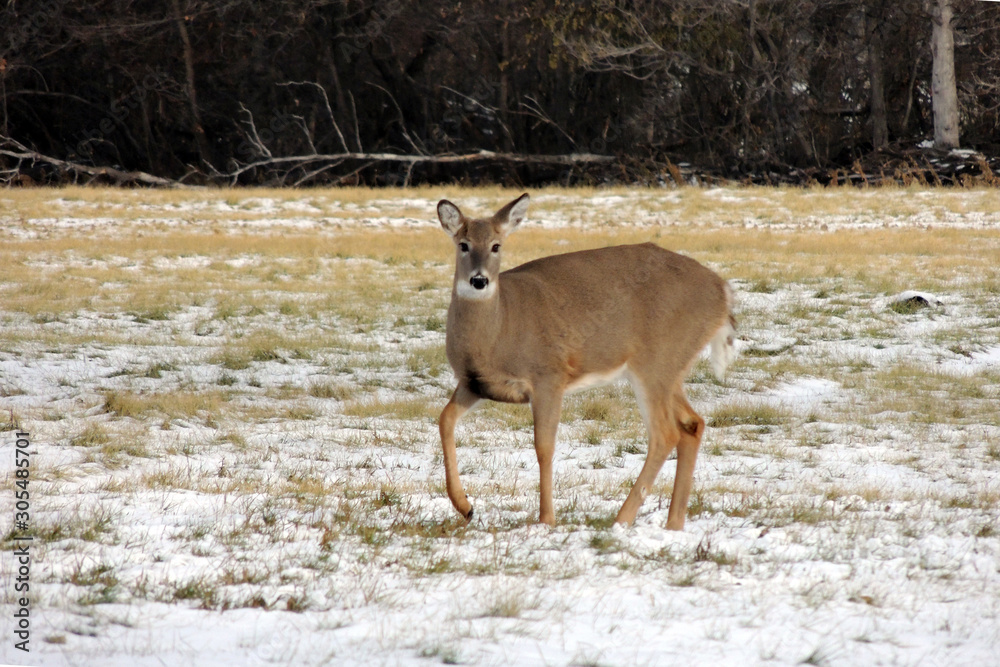 Foto de Venado cola blanca de cuerpo entero a punto de partir do Stock