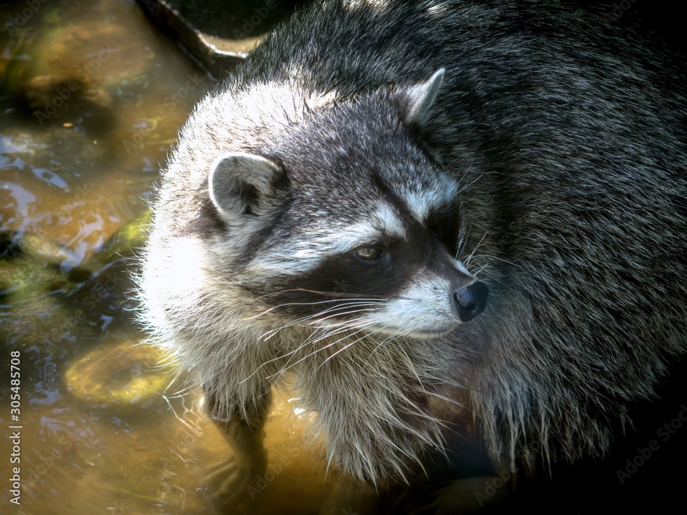 Portrait of a raccoon standing in the water. Portrait of a raccoon standing in the water.