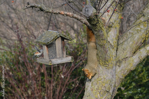 Crafty Squirrel © Jonathan