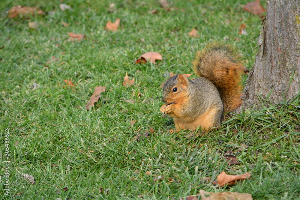 Crafty Squirrel Crafty Squirrel