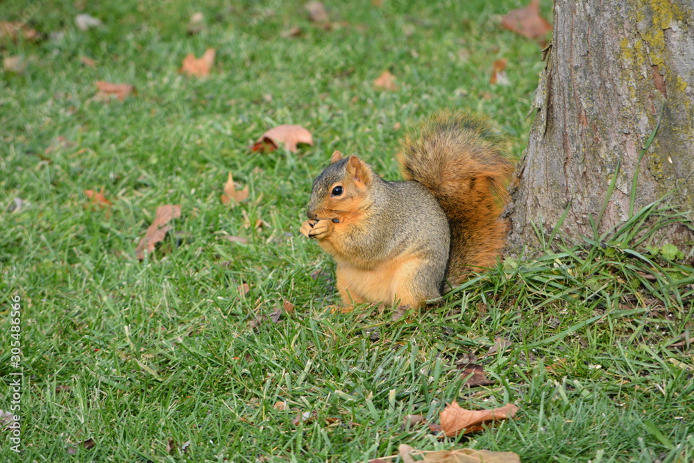 Crafty Squirrel Crafty Squirrel