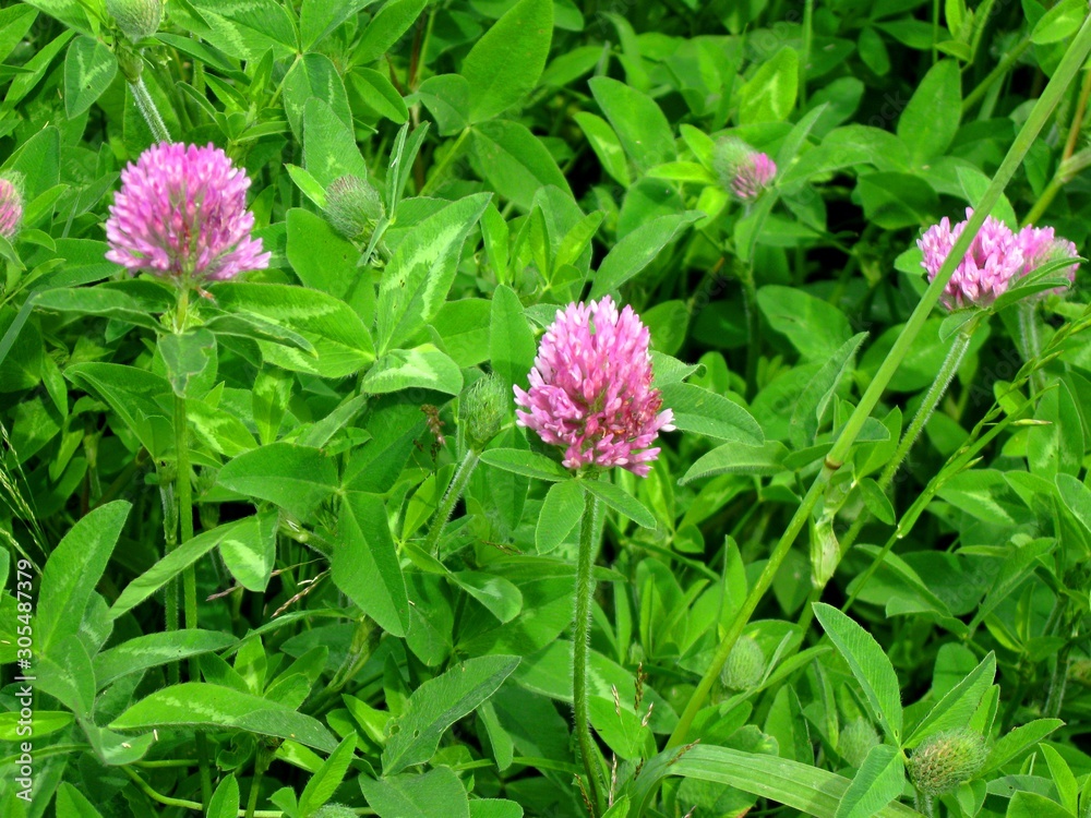 pink flower in the garden pink flower in the garden