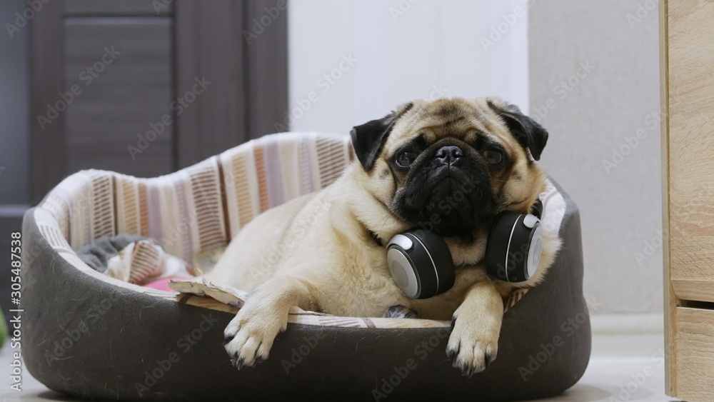 Funny cute pug dog listening to music on wireless headphones, resting and lies in a dog bed