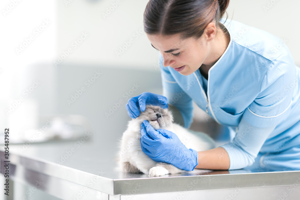 Professional vet visiting a cat