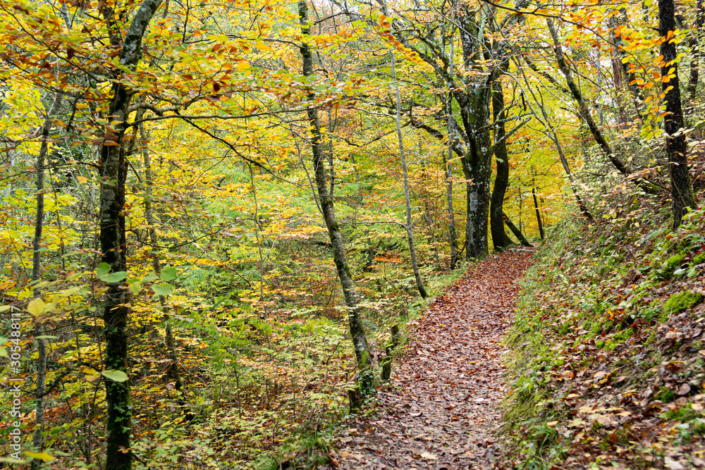 Close up of a trail winding through a forest. Turns right. Trees, leaves with autumnal coloured. Dead leaves on the pad. Autumn in Saou forest in France. Close up of a trail winding through a forest. Turns right. Trees, leaves with autumnal coloured. Dead leaves on the pad. Autumn in Saou forest in France.