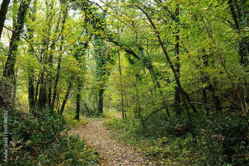  View of a trail winding through a forest. Turns right, turn left. Trees, green and autumnal coloured leaves. Saou forest in France.