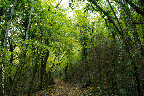 View of a  trail winding through a forest. Turns left  turn right. Trees  bushes  green and autumnal coloured leaves. Saou forest in France.