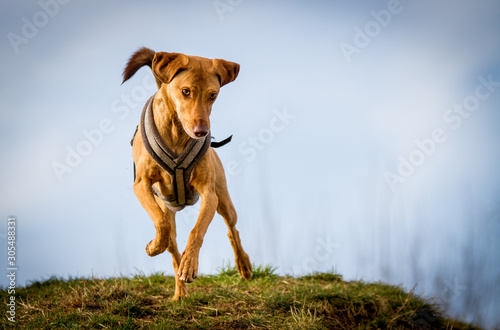 Tierschutzhund aus Griechenland