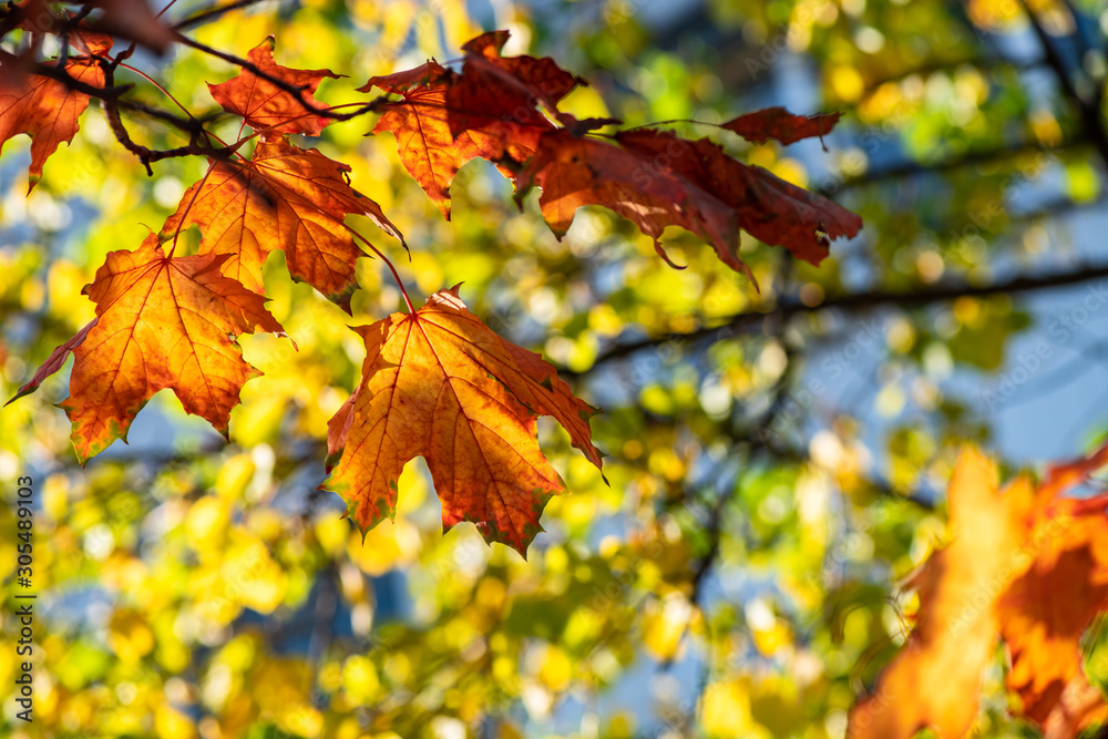 Nice yellow orange red leaves nature background abstract macro close up autumn Nice yellow orange red leaves nature background abstract macro close up autumn