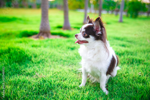 A chihuahua lying and relaxing on the grass in the garden with sunny spring day. Warm spring colors.