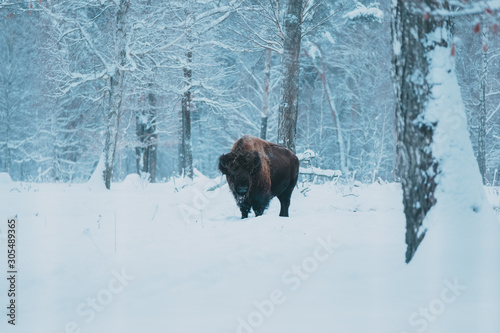 Bison on the forest background and snow © YURII Seleznov