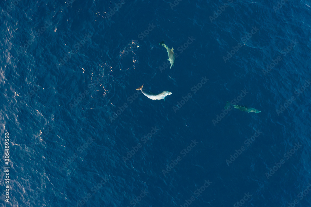 Aerial view of two dolphin swimming at Adriatic sea, Croatia. Aerial view of two dolphin swimming at Adriatic sea, Croatia.