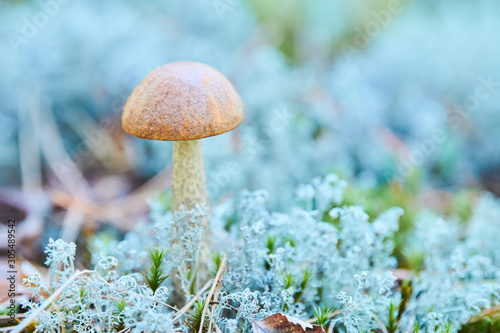 Little Leccinum versipelle mushroom in moss lichen Cladonia rangiferina. Beautiful orange birch bolete in autumn forest. photo