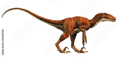 Deinonychus is a theropod dinosaur  a cousin of velociraptor  that lived during the Cretaceous. Here depicted with no feathers on a White Background. 3D Rendering