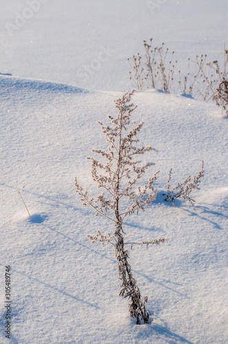 winter landscape with trees © Lana