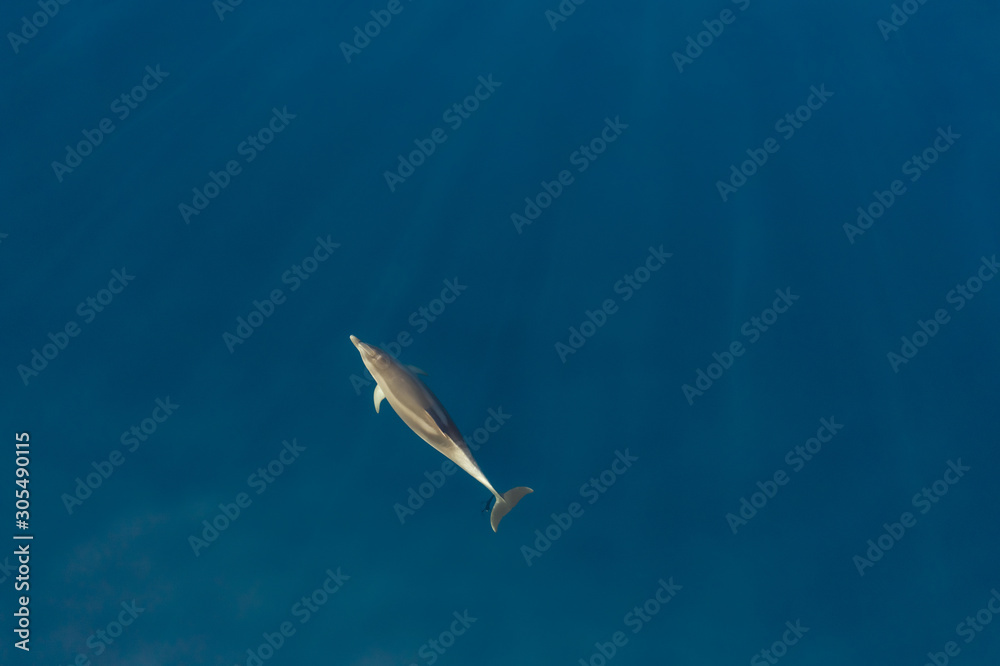Aerial view of dolphin swimming at Adriatic sea, Croatia. Aerial view of dolphin swimming at Adriatic sea, Croatia.
